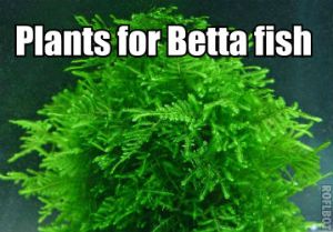 Plants for Betta fish