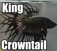 Click to order King Crowntail the holy grail of Bettas