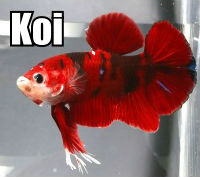 Koi Plakat Betta for Sale