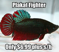 Only 6 left in stock