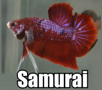 Click to order Samurai Betta