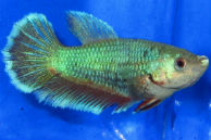 Betta Fish for Sale