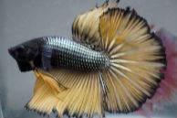 Betta Fish for Sale
