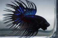 Betta Fish for Sale