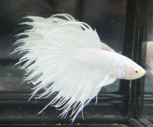 Albino Betta fish