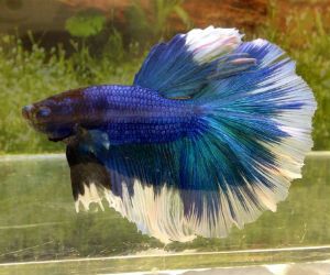 Betta fish blue