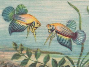 Betta splendens Combattant Siamese fighting fish