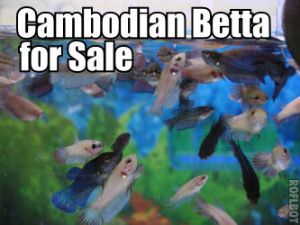 Cambodian Betta Fish