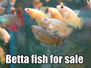 Betta Fish For Sale