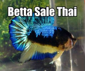 Betta fish from Thailand