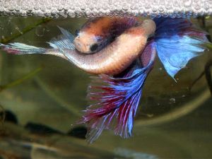 How to Breed Bettas