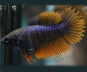 Betta female fish