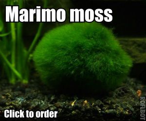 0,6cm Cool Marimo Moss Balls 0.25inch Cladophora Live Plant Aquarium in USA 