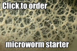 Microworm starter culture