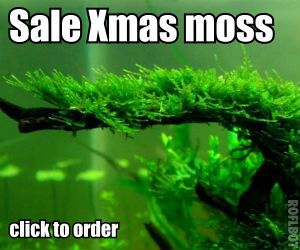 Christmas Tree Moss